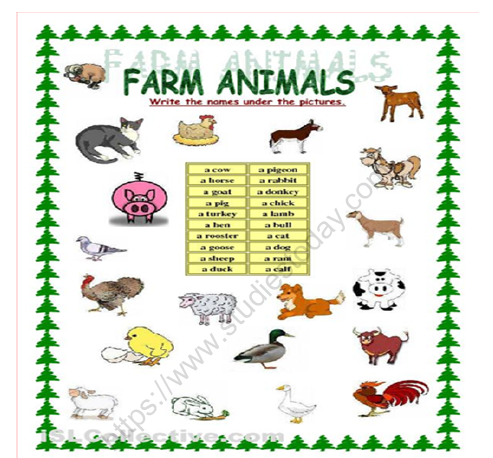 CBSE Class 1 EVS Animals Around Us Worksheet